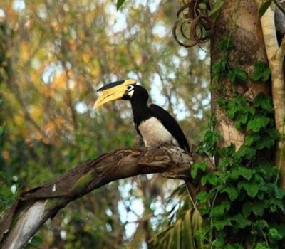 dandeli-bird-watching