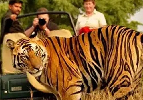 dandeli-jungle-safari